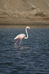 greater flamingo (Phoenicopterus roseus) beautiful wild birds of Tunisia