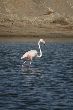 greater flamingo (Phoenicopterus roseus) beautiful wild birds of Tunisia
