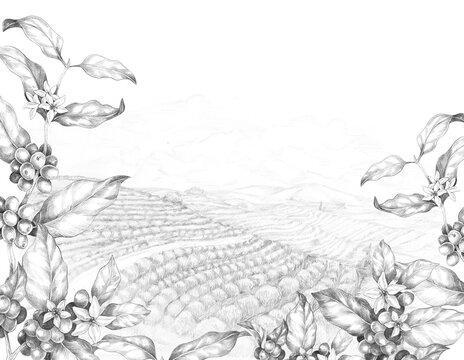 Coffee plantation with coffee branches pencil sketch. Hand drawn illustration with mountains and coffee trees