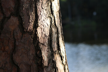 Tree trunk with textured bark against a lake. Pine bark close-up. Tree against a river or pond....