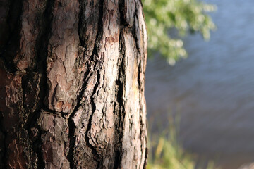 Tree trunk with textured bark against a lake. Pine bark close-up. Tree against a river or pond....