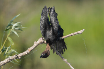 Pygmy cormorant - Microcarbo pygmaeus perched  in an unusual and dynamic pose inverted downward. ...