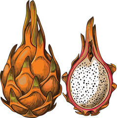 Yellow Dragon Fruit Illustration Whole and Cross Section Isolated on White
