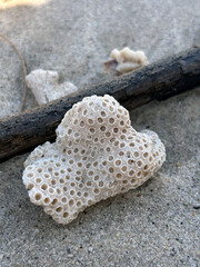 A close-up of a honeycomb-patterned white coral piece on sand, with a dark branch and other coral fragments in the soft-focus background, highlighting natural textures.
