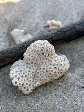 A close-up of a honeycomb-patterned white coral piece on sand, with a dark branch and other coral fragments in the soft-focus background, highlighting natural textures.