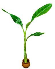 Banana Tree in Clay Pot PNG – Sacred Banana Plant with Green Leaves Isolated on White Background