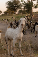 Obraz premium Healthy domestic goat in a rural field