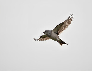 Fototapeta premium flying bird close up shot with clean background