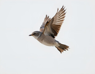 Fototapeta premium flying bird close up shot with clean background