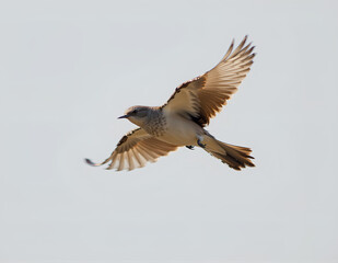 Obraz premium flying bird close up shot with clean background