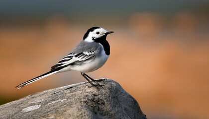 white wagtail bird a striking isolated image of a white wagtail showcasing its distinctive black and white plumage with striking detail a symbol of grace and delicate avian beauty