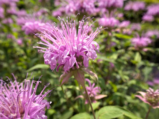 Macro image of Monarda fistulosa flower head, highlighting its pale purple tubular petals and soft green backdrop.