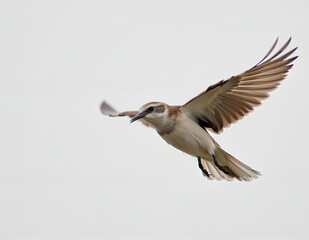 Obraz premium flying bird close up shot with clean background