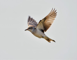 Obraz premium flying bird close up shot with clean background