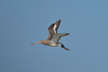 Black-tailed Godwit - Limosa limosa with spanned wings in flight with blue sky in background. Photo from Danube Delta in Romania. Near-threatened specie. Isolated.
