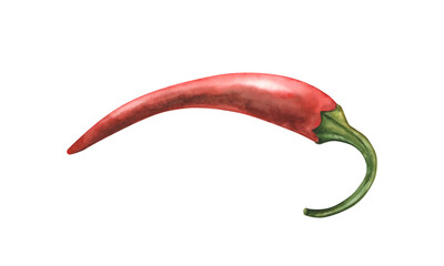 Vibrant watercolor illustration of a hot chili pepper pod in a handmade botanical style. Ideal for packaging, culinary projects, blogs, printing, cafe menus and the beauty industry.