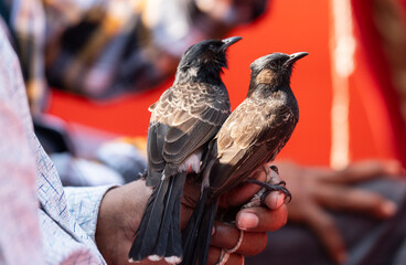 red-vented bulbuls