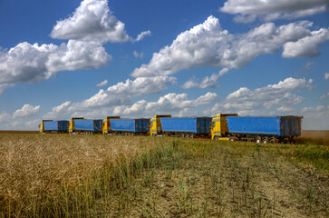 A convoy of trucks stands in a field during the rapeseed harvest with the golden field and blue sky.