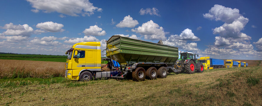 Fototapeta A convoy of trucks, trailer, stands in a field during the rapeseed harvest