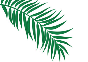 Beautiful Palm Tree Leaves Silhouette Background Vector