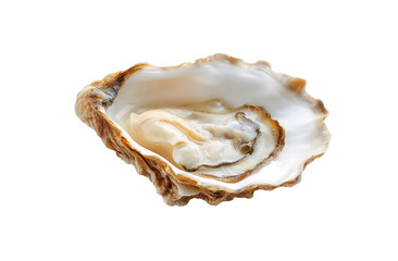 Fresh oyster, top view