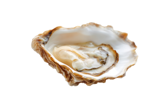 Fresh oyster, top view