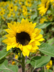 Fototapeta premium Macro shot of a sunflower in bloom with a yellow sunflower field in the blurred background on a sunny day.