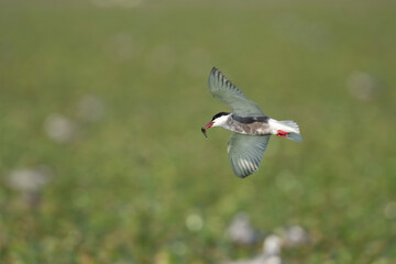 Whiskered Tern - Chlidonias hybrida in flight with spanned wings with fish in beak at green background. Photo from Danube Delta in Romania. Copy space on left side.