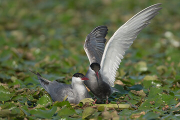 Pair of whiskered terns - Chlidonias hybrida in floating nest on water lilies. Photo from Danube...