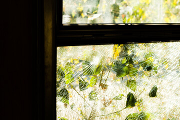 Close-up of shattered safety glass cracked in a spider web pattern. Sunlight and green leaves outside create a contrast between damage and nature. Concept of fragility, urban decay, or vandalism