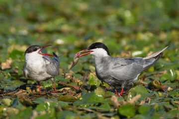 Pair of whiskered terns - Chlidonias hybrida standing on water lilies. Male is giving the fish to...