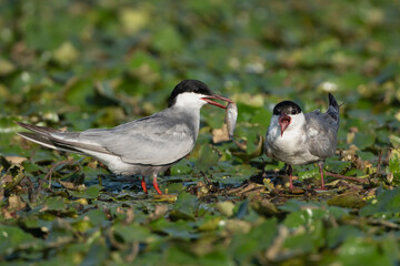 Pair of whiskered terns - Chlidonias hybrida standing on water lilies. Male is giving the fish to...