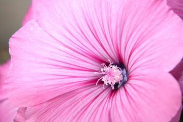 Lavatera Plant Pink Flower Tree Mallow