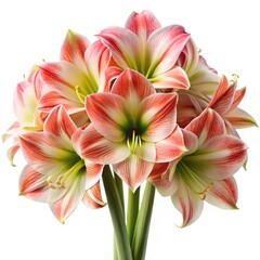Striking cluster of Amaryllis flowers showcasing red and white striped petals