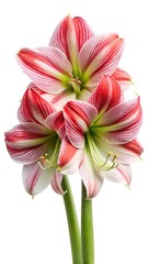 Close up of beautiful red and white Amaryllis flowers on white background