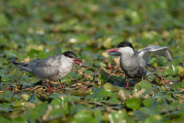 Pair of whiskered terns - Chlidonias hybrida standing on water lilies. Male is giving the fish to...