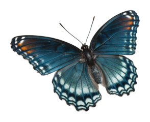 Butterfly flying over a meadow nature vibrant colors view isolated on transparent background