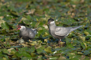 Pair of whiskered terns - Chlidonias hybrida standing in nest on water lilies. Female is covering...