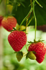 Closeup showing ripe red strawberries and unripe green strawberries hanging on plant with green leaves in background, emphasizing natural growth and fresh fruit on vine