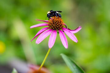 Bumblebee on Echinacea