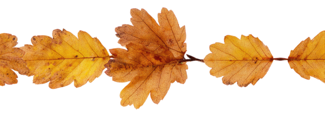 Autumn leaves in a horizontal row