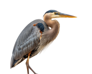 Great blue heron standing gracefully nature preserve bird isolated on transparent background