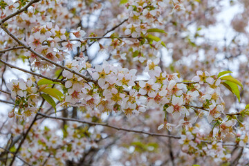 満開の桜の花が枝いっぱいに咲く春の風景