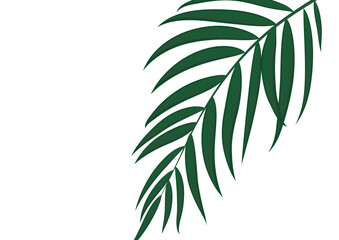 Obraz premium Beautiful Palm Tree Leaves Silhouette Background Vector