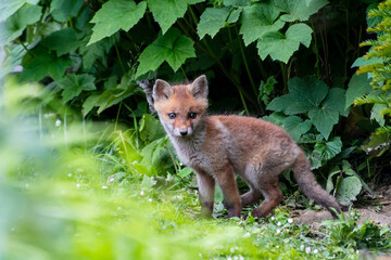 Fototapeta premium Jeunes renards roux (Vulpes vulpes) dans un jardin urbain, exemple de biodiversité en ville