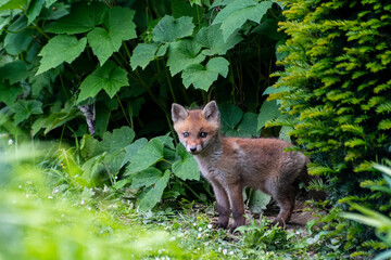 Jeunes renards roux (Vulpes vulpes) dans un jardin urbain, exemple de biodiversité en ville