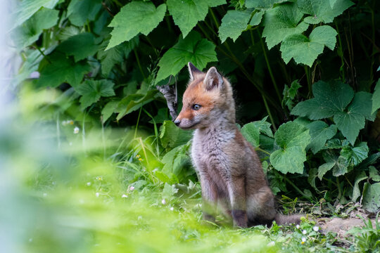 Jeunes renards roux (Vulpes vulpes) dans un jardin urbain, exemple de biodiversit&eacute; en ville