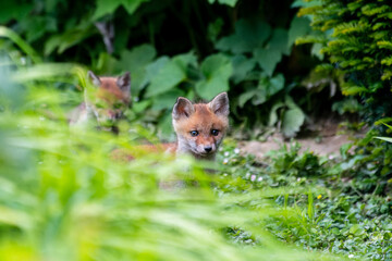 Jeunes renards roux (Vulpes vulpes) dans un jardin urbain, exemple de biodiversité en ville
