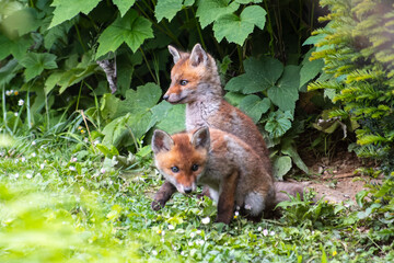 Jeunes renards roux (Vulpes vulpes) dans un jardin urbain, exemple de biodiversité en ville