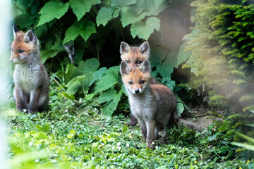 Jeunes renards roux (Vulpes vulpes) dans un jardin urbain, exemple de biodiversité en ville